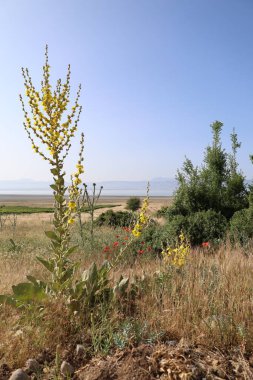 Altın buğday tarlası. Yüksek kalite fotoğraf
