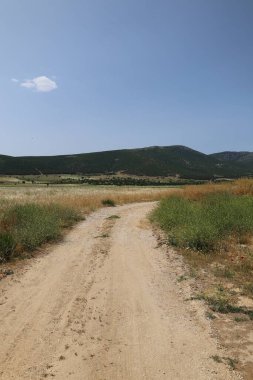 Köy yolu ağacı. Toprak yol, köy yolu. Altın buğday tarlası. Yüksek kalite fotoğraf