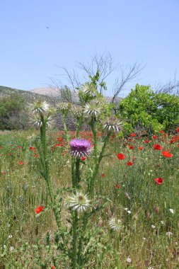 Mor dikenli çiçek. Yüksek kalite fotoğraf