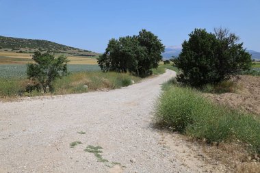 Köy yolu ağacı. Toprak yol, köy yolu. Altın buğday tarlası. Yüksek kalite fotoğraf