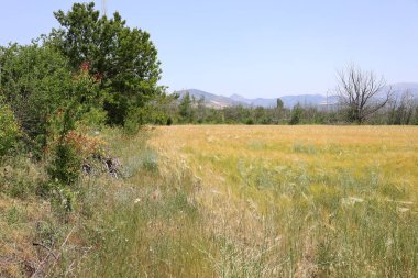 Altın buğday tarlası. Yüksek kalite fotoğraf