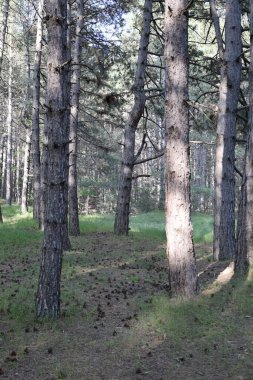 Ağaç dalları gökyüzüne doğru. Yüksek kalite fotoğraf