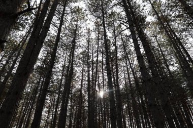 Ağaç dalları gökyüzüne doğru. Yüksek kalite fotoğraf