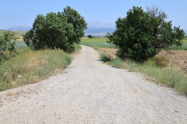 Köy yolu ağacı. Toprak yol, köy yolu. Altın buğday tarlası. Yüksek kalite fotoğraf
