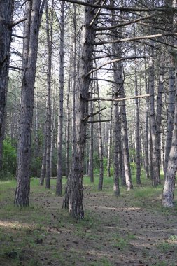 Ağaç dalları gökyüzüne doğru. Yüksek kalite fotoğraf