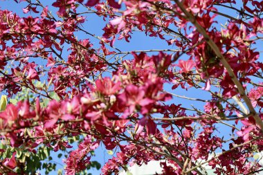 Pembe çiçekli ağaçlar. Yüksek kalite fotoğraf