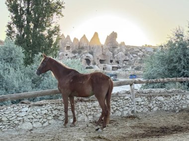 Atlar kumlu ağılda. Kapadokya atları 