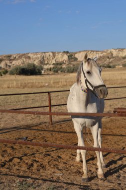 Atlar kumlu ağılda. Kapadokya atları 