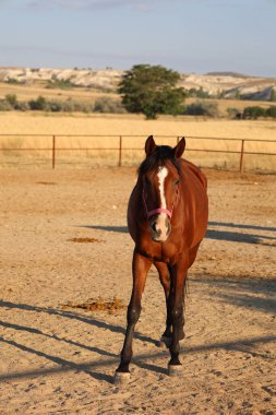 Atlar kumlu ağılda. Kapadokya atları 