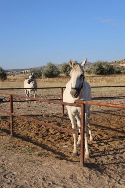 Atlar kumlu ağılda. Kapadokya atları 