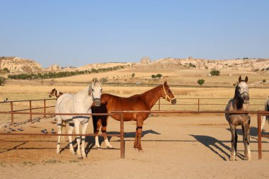 Atlar kumlu ağılda. Kapadokya atları 
