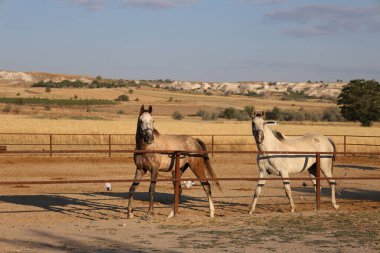 Atlar kumlu ağılda. Kapadokya atları 