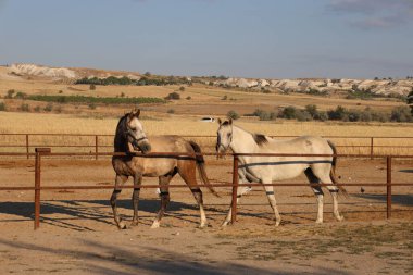 Atlar kumlu ağılda. Kapadokya atları 