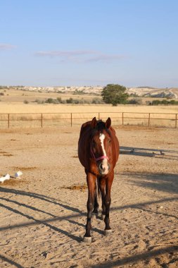 Atlar kumlu ağılda. Kapadokya atları 