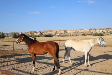 Atlar kumlu ağılda. Kapadokya atları 
