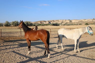 Atlar kumlu ağılda. Kapadokya atları 