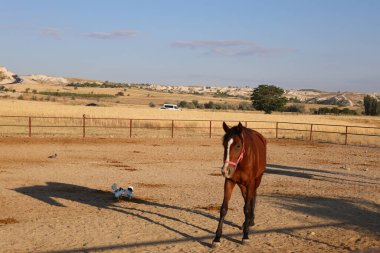 Atlar kumlu ağılda. Kapadokya atları 