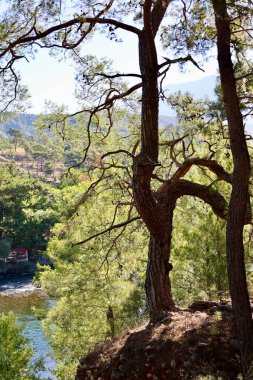 Nehir ağaçlarını temizle. Nehir ağaçları gökyüzü. Kanyonun yemyeşil yeşilliği, görüldüğü gibi. Yüksek kalite fotoğraf