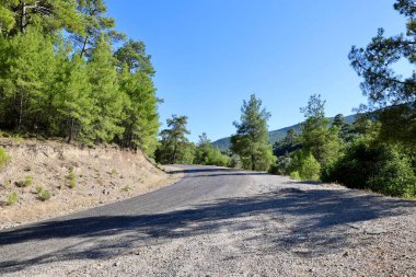 Çarpık çam ağacı. Yüksek kalite fotoğraf