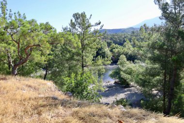 Araba ormanı manzarası. Çarpık çam ağacı. Yüksek kalite fotoğraf