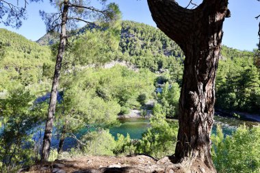 Nehir ağaçlarını temizle. Nehir ağaçları gökyüzü. Kanyonun yemyeşil yeşilliği, görüldüğü gibi. Yüksek kalite fotoğraf