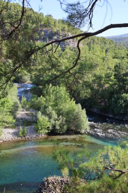 Nehir ağaçlarını temizle. Nehir ağaçları gökyüzü. Kanyonun yemyeşil yeşilliği, görüldüğü gibi. Yüksek kalite fotoğraf