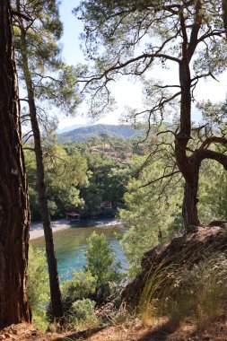 Nehir ağaçlarını temizle. Nehir ağaçları gökyüzü. Kanyonun yemyeşil yeşilliği, görüldüğü gibi. Yüksek kalite fotoğraf