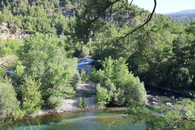 Nehir ağaçlarını temizle. Nehir ağaçları gökyüzü. Kanyonun yemyeşil yeşilliği, görüldüğü gibi. Yüksek kalite fotoğraf