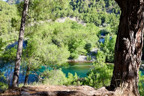 Nehir ağaçlarını temizle. Nehir ağaçları gökyüzü. Kanyonun yemyeşil yeşilliği, görüldüğü gibi. Yüksek kalite fotoğraf