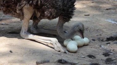 Devekuşu yumurtanın üstüne oturur. Devekuşu yumurtalarını toplar. Yüksek kalite 4k görüntü