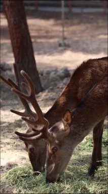 Geyik dışarıda otluyor. Geyik otlatma ormanı. Yüksek kalite fotoğraf