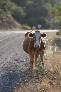 Bir inek tarlada otluyor. Yolun yakınındaki tarlada bir inek. Kırmızı ve beyaz bir inek. Yüksek kalite fotoğraf