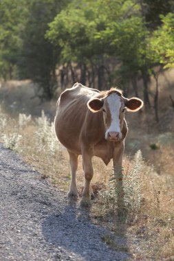 Bir inek tarlada otluyor. Yolun yakınındaki tarlada bir inek. Kırmızı ve beyaz bir inek. Yüksek kalite fotoğraf