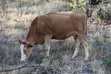 Bir inek tarlada otluyor. Yolun yakınındaki tarlada bir inek. Kırmızı ve beyaz bir inek. Yüksek kalite fotoğraf