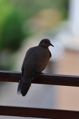Güvercin yürüme alanı. Kaplumbağa Güvercin Yüksek kalite fotoğraf