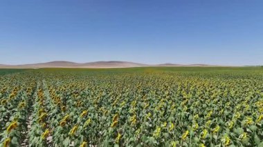 Ayçiçeği tarlası manzarası. Parlak ayçiçeği tarlası. Yüksek kalite fotoğraf