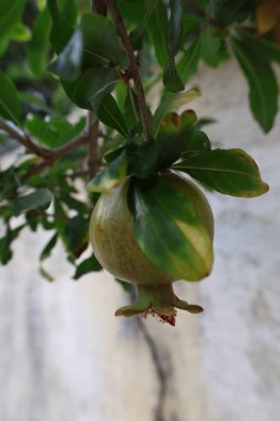 Nar yapraklı ağaç. Ağaçta yakın plan vitaminler üzerinde nar. Yüksek kalite fotoğraf