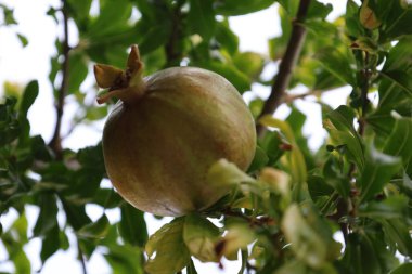 Nar yapraklı ağaç. Ağaçta yakın plan vitaminler üzerinde nar. Yüksek kalite fotoğraf
