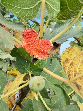 Yeşil incir yaprakları. İncir meyve bırakır. Yüksek kalite fotoğraf
