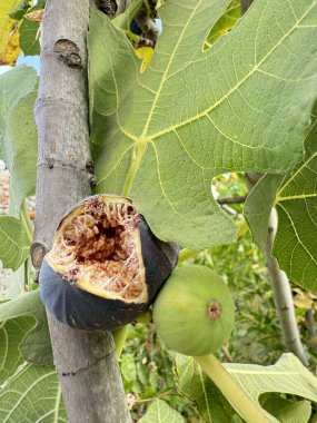 Yeşil incir yaprakları. İncir meyve bırakır. Yüksek kalite fotoğraf