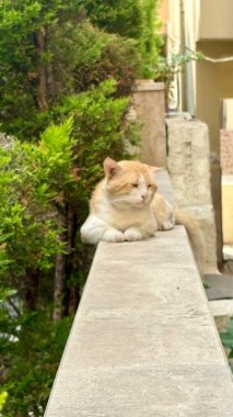 Kedi dışarıda dinleniyor. Sokak kedisi şehirde yürüyor. Yüksek kalite fotoğraf