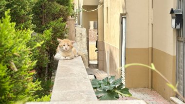 Kedi dışarıda dinleniyor. Sokak kedisi şehirde yürüyor. Yüksek kalite fotoğraf