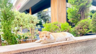 Kedi dışarıda dinleniyor. Sokak kedisi şehirde yürüyor. Yüksek kalite fotoğraf