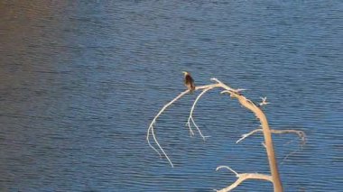 Vahşi doğada, göletin yakınındaki bir dalda karabatak.