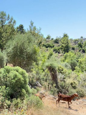Keçiler kayalık arazide. Keçiler otluyor. Yüksek kalite fotoğraf