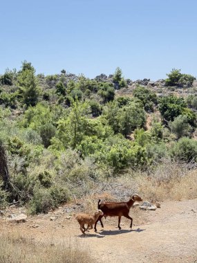 Keçiler kayalık arazide. Keçiler otluyor. Yüksek kalite fotoğraf