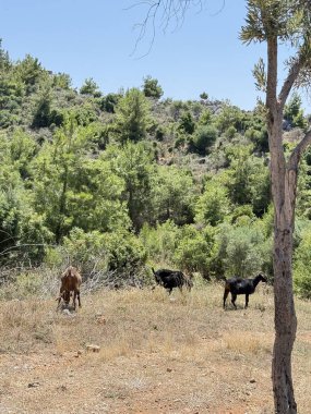Keçiler kayalık arazide. Keçiler otluyor. Yüksek kalite fotoğraf