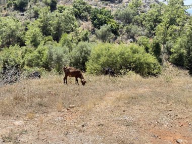 Keçiler kayalık arazide. Keçiler otluyor. Yüksek kalite fotoğraf