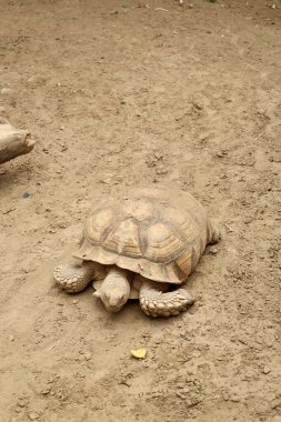Büyük kum kaplumbağası. Sürüngen, kumlu