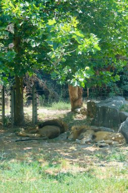 Aslanlar dinleniyor. Yüksek kalite fotoğraf
